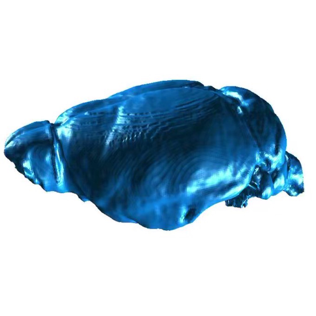 3D brain model